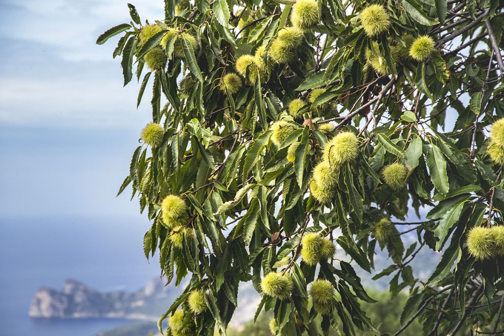 Castagne in Penisola Sorrentina about sorrento