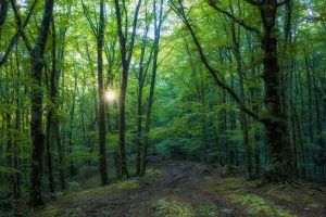 Forest Bathing Monte Faito Penisola Sorrentina