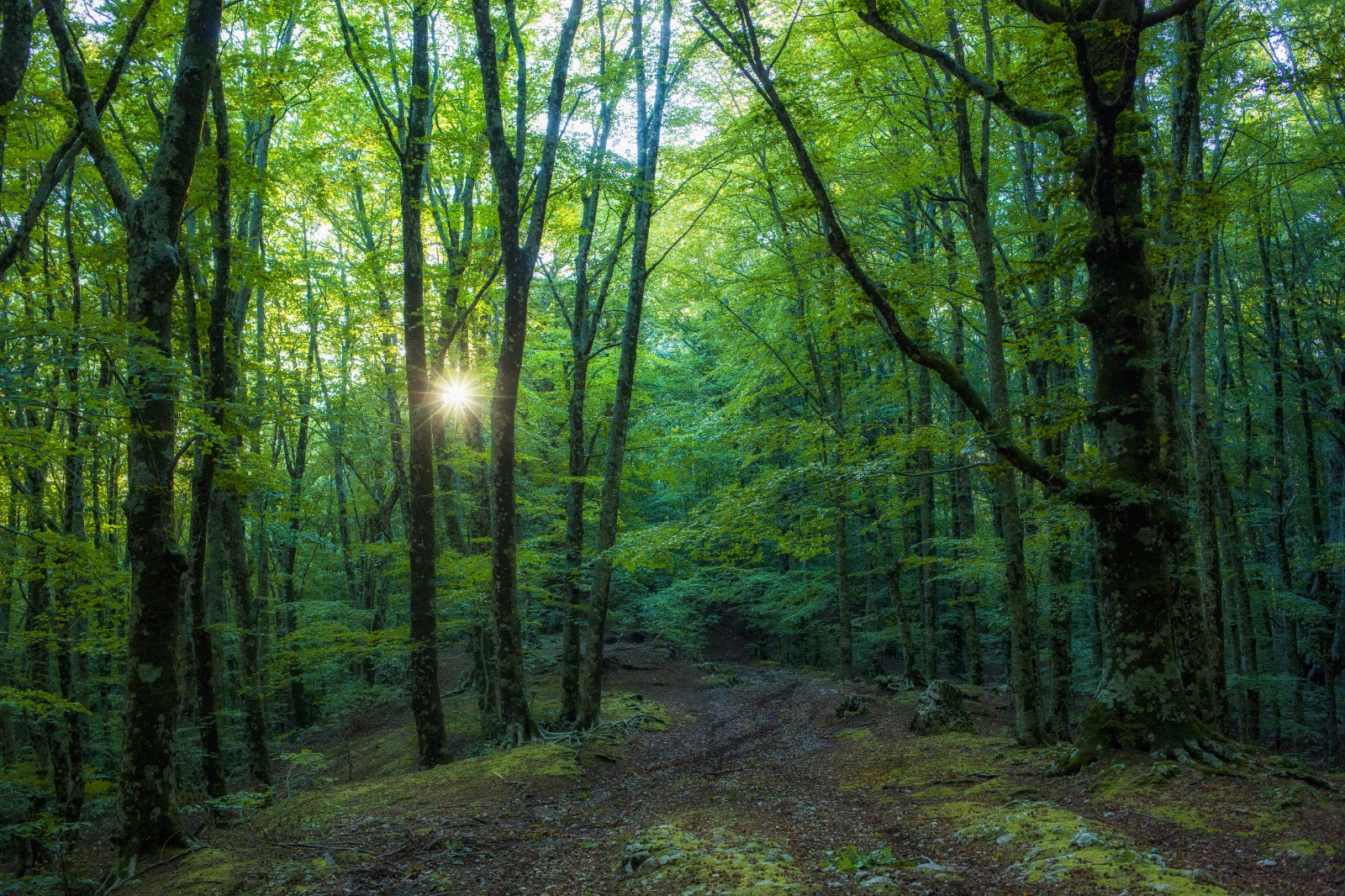 Forest Bathing: attività nella natura in Penisola Sorrentina