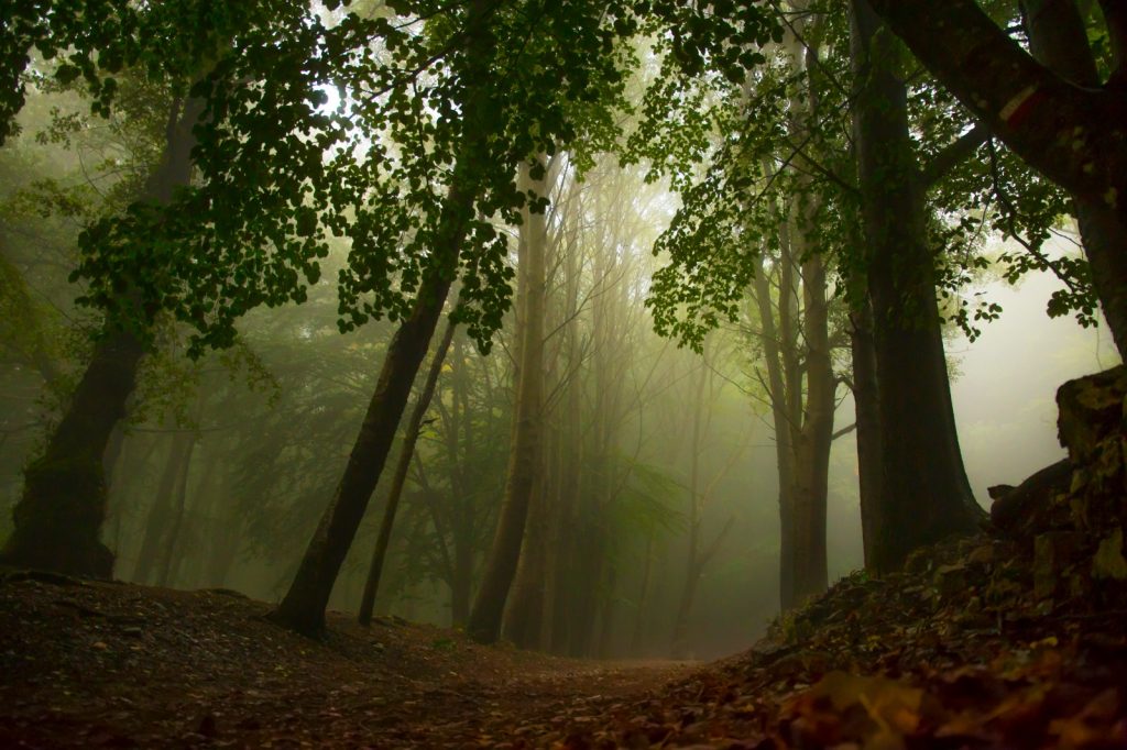Forest Bathing nella faggeta Monte Faito About Sorrento