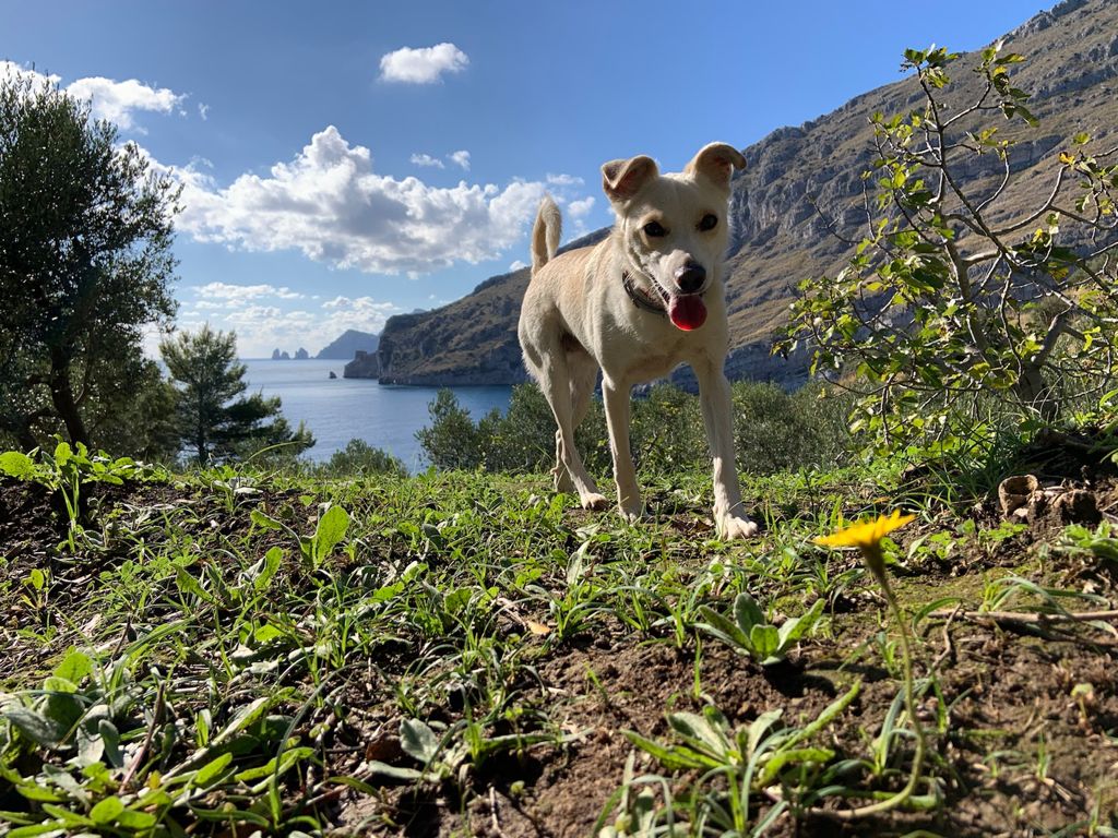 Sorrento: dove andare in vacanza con gli animali