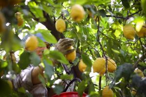 limoni di Sorrento coltivazione