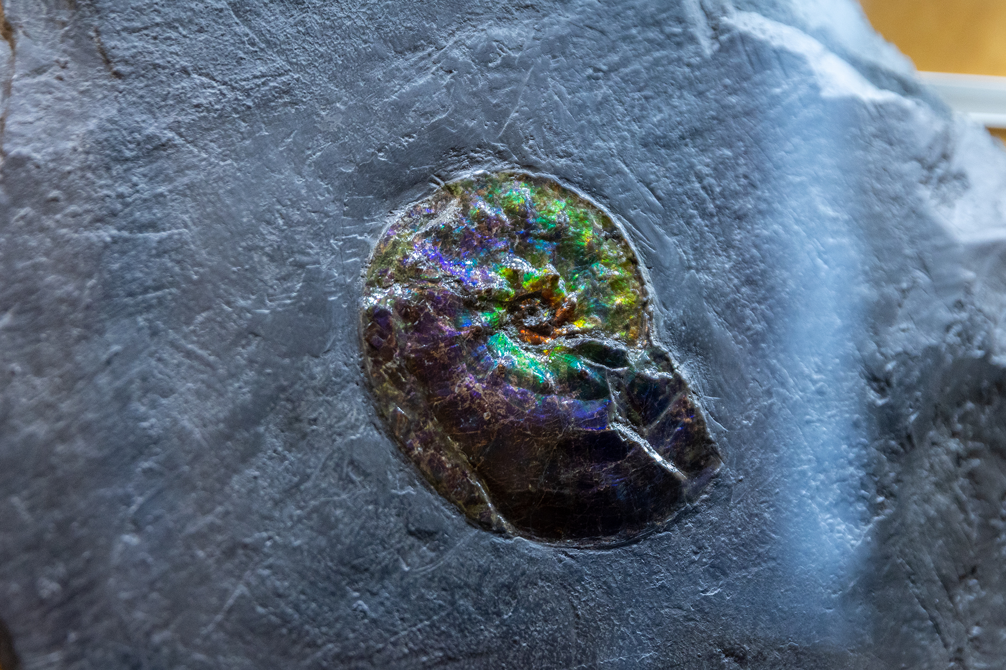 Museo Mineralogico di Vico Equense e i Fossili della Penisola Sorrentina