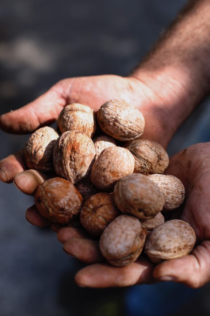10_Ottobre_chiararusso_Le noci di papà