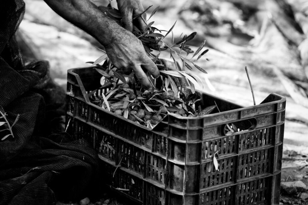 11_Novembre_Claudio D'Esposito_Massa Lubrense