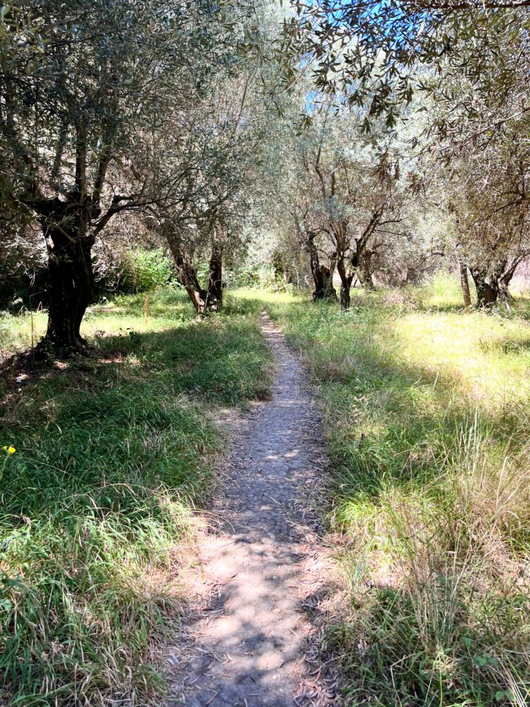 Olive Tree Path Bagni della Regina Giovanna Sorrento mypovsorrento 2024 Sofia Lo Piano about sorrento
