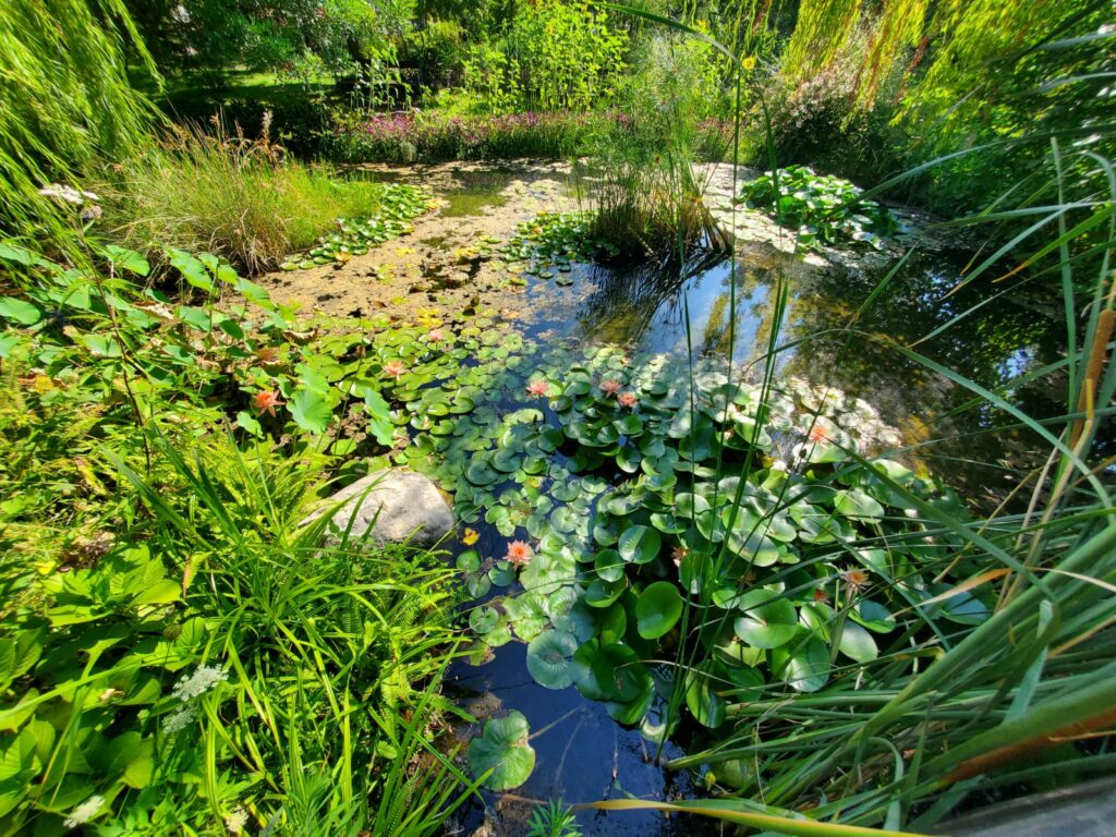 Lillypads in the pond oasi in città sant'agnello oasis in the city emalee pennington mypovsorrento 2024 about sorrento