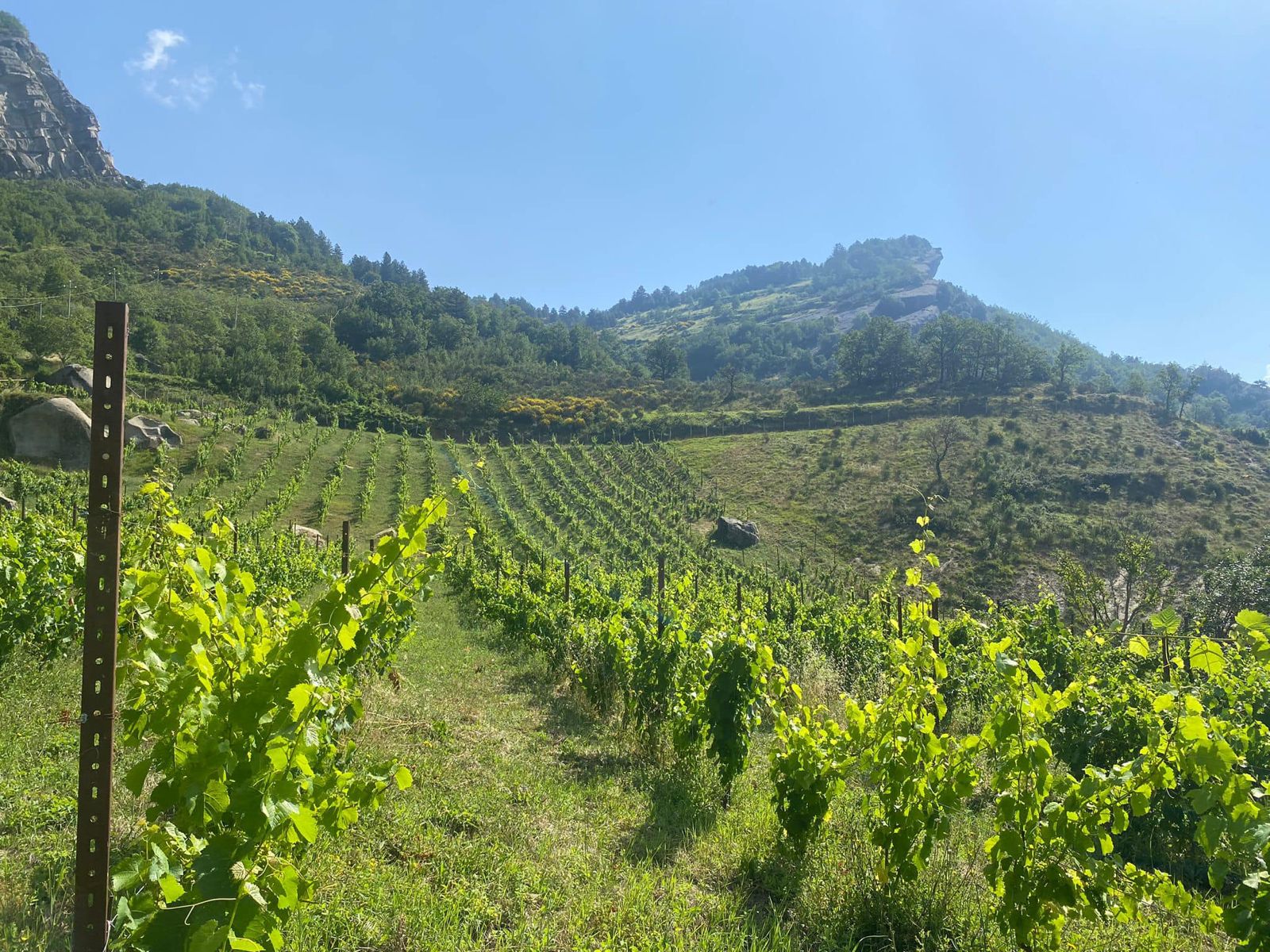 Vini a Piede Franco e fiction: degustazione a Villa Fiorentino
