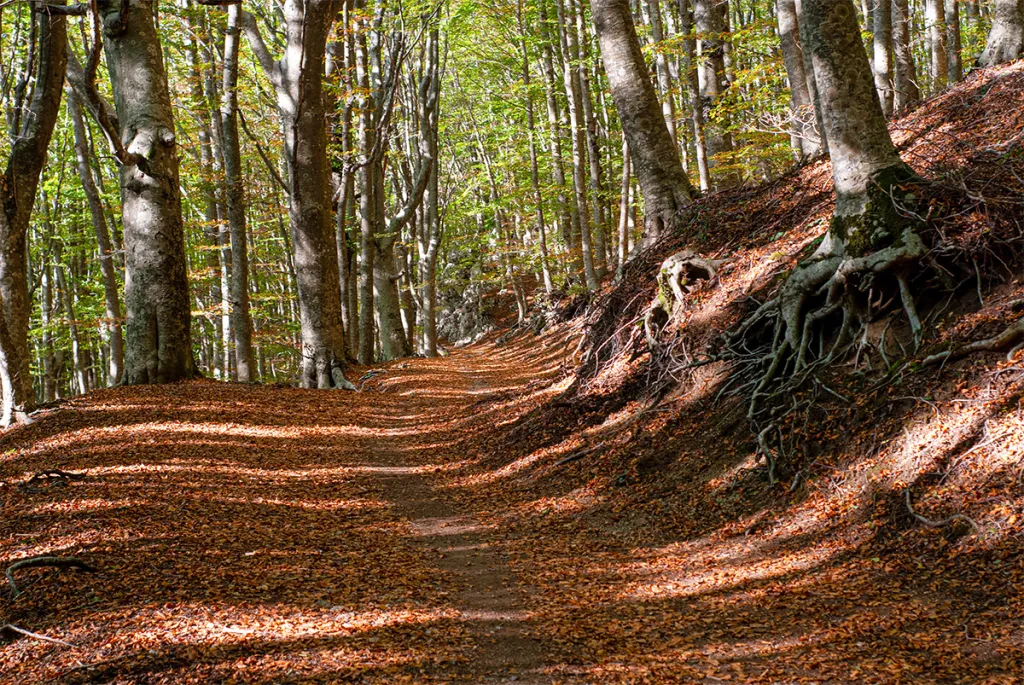 Monte Faito Sagra della Castagna 2025